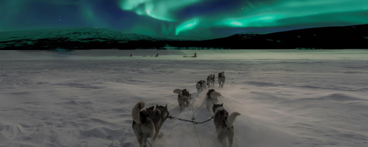 Dogs pulling a sled under the Northern Lights