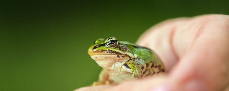 person holding a green frog