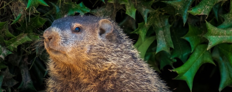 A groundhog